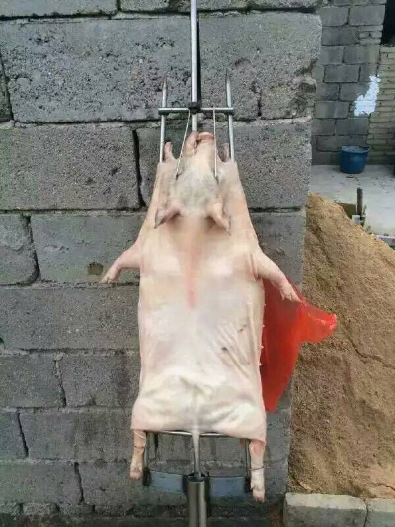 香猪