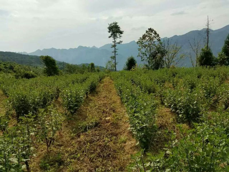 皇菊茶一级