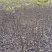 核桃苗一年苗50~100cm