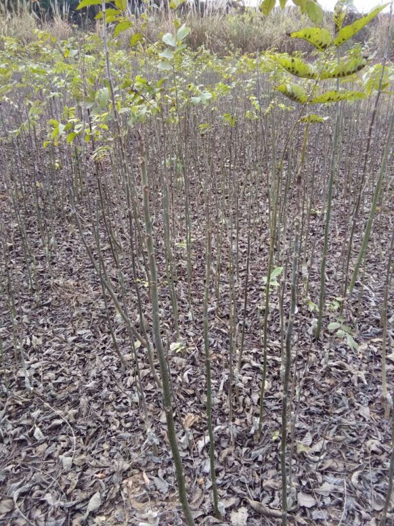 核桃苗一年苗50~100cm