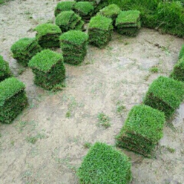 马尼拉草坪