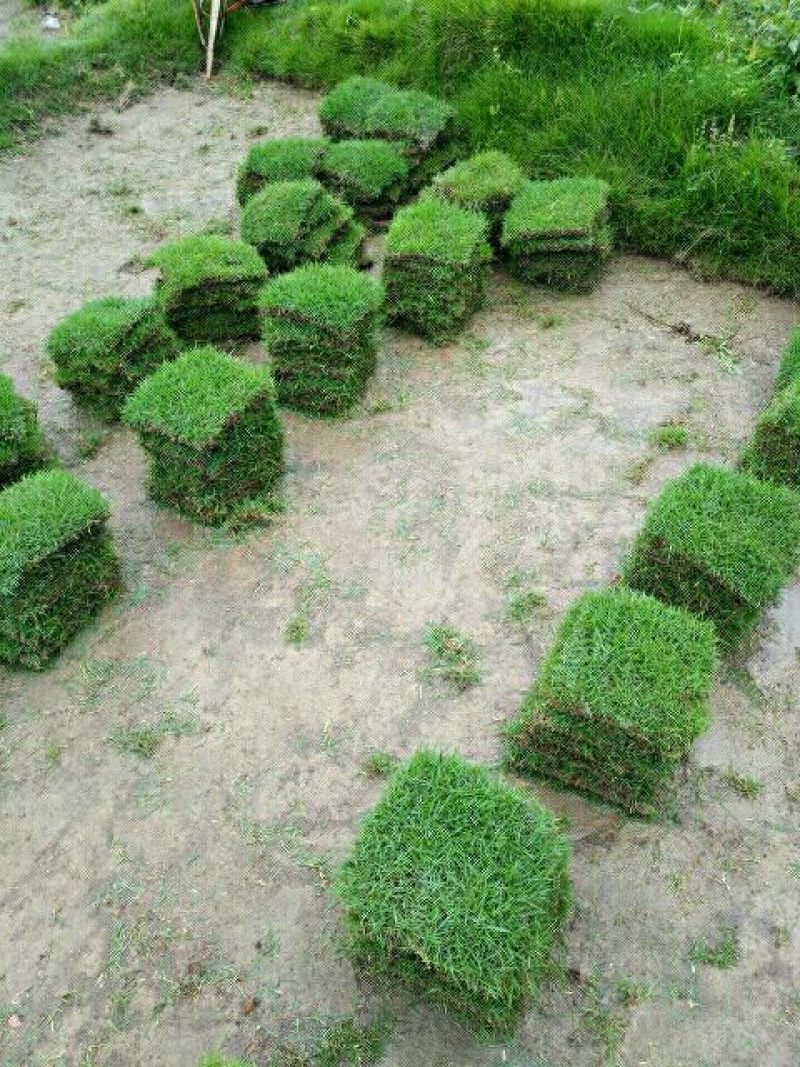 马尼拉草坪
