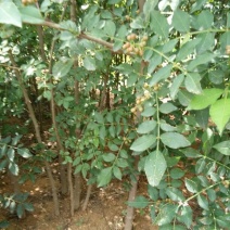 花椒树80~110cm，无刺花椒苗，大量出售。随时发货
