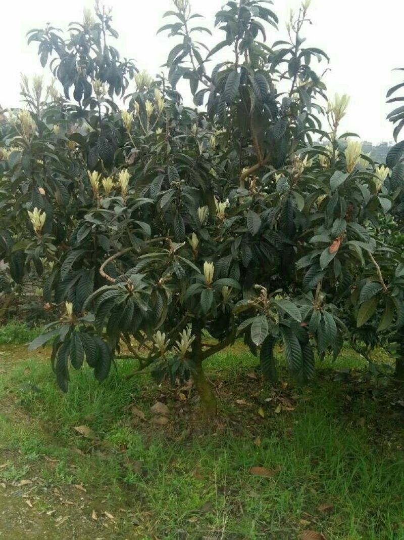 枇杷树