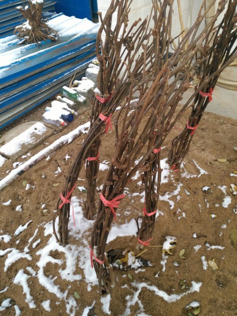 梨树苗100~150cm1~4cm
