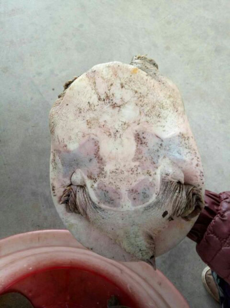 湖南生态老鳖生态甲鱼