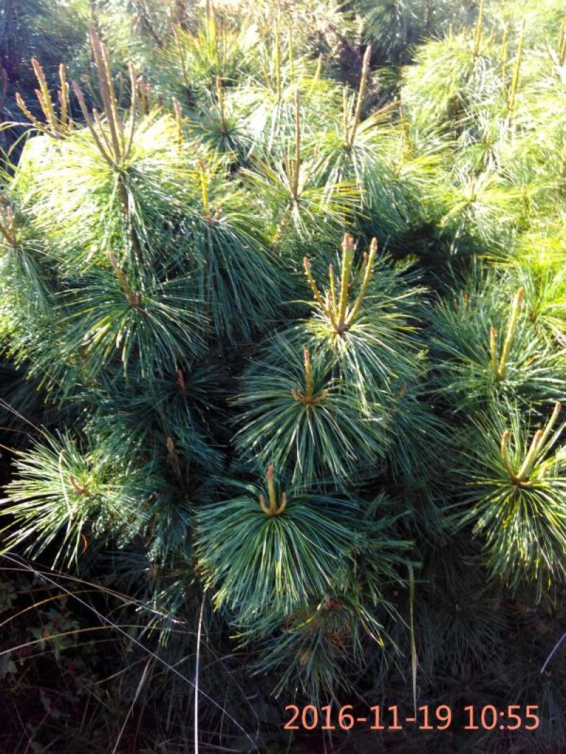 华山松80~100cm