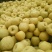 砀山梨200~250g光果