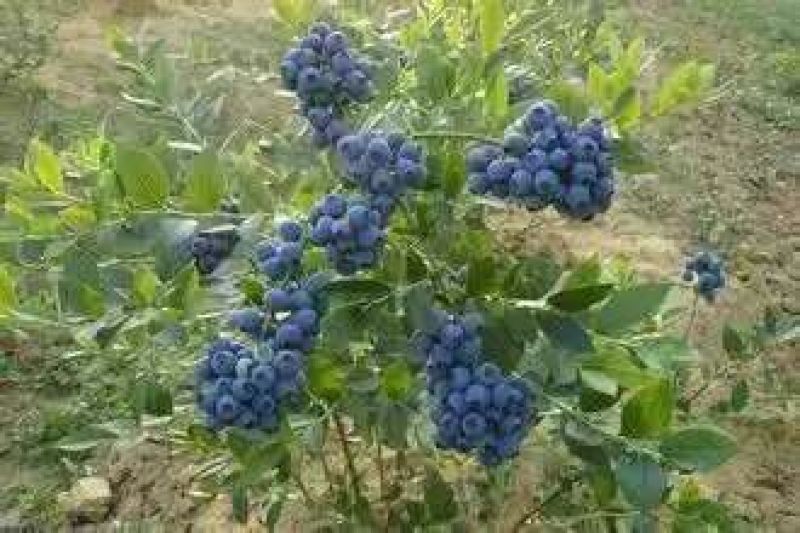 蓝莓鲜果12~14mm以上