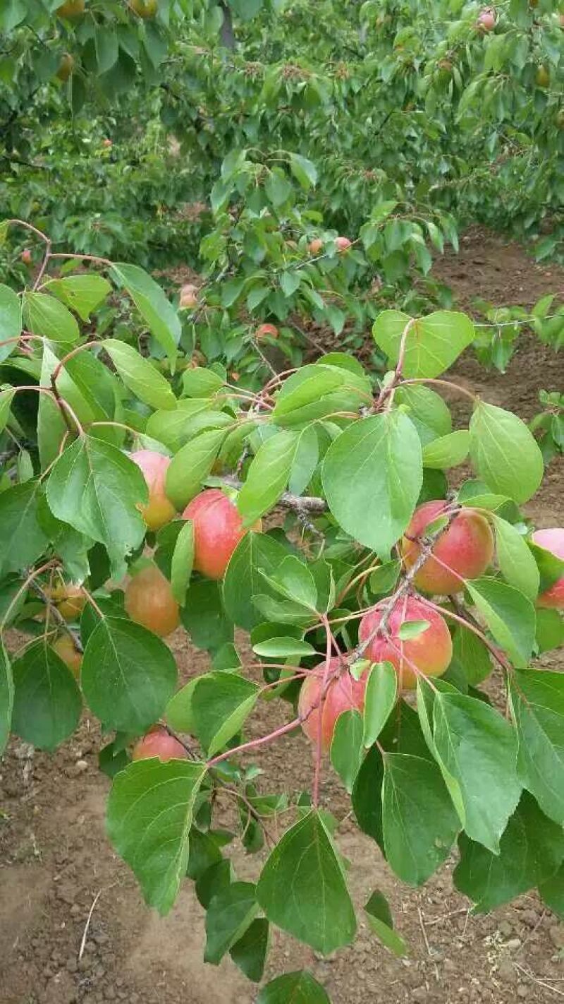 丰园红杏子批发，金太阳杏子基地价格，陕西杏子产地行情