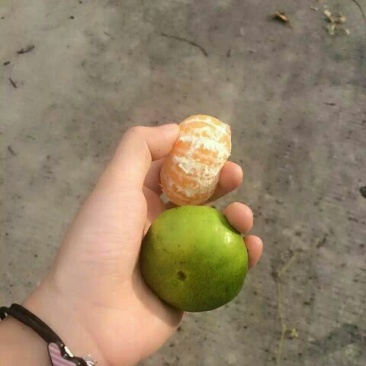 酸桔6~6.5cm大量供产地直供，全国供应，量大从优