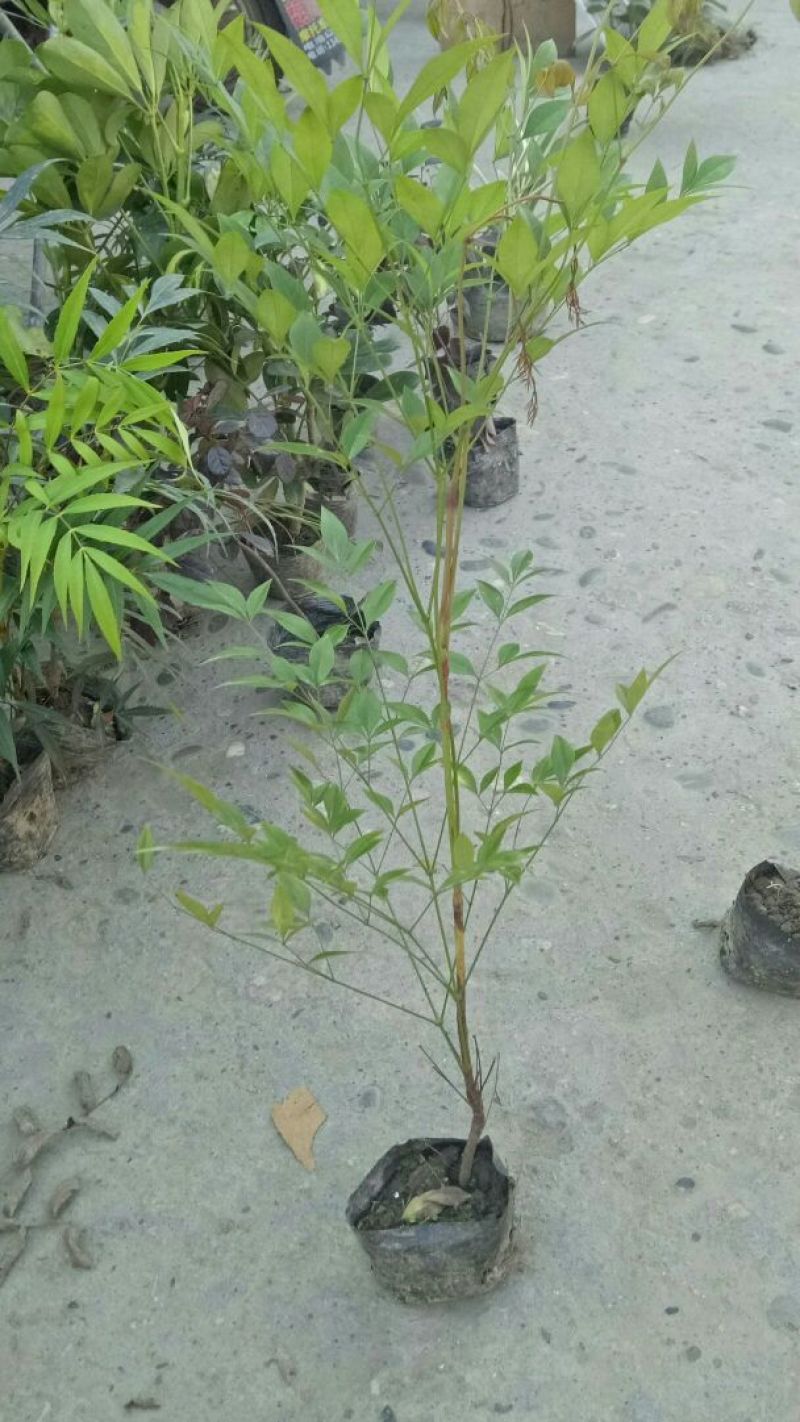 南天竹