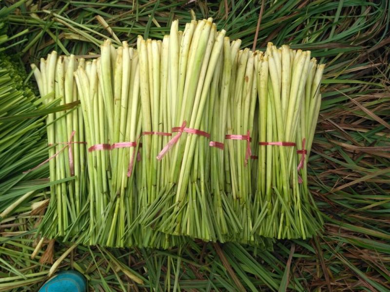 香茅，柠檬香茅，香茅，大基地稳定供货，香茅