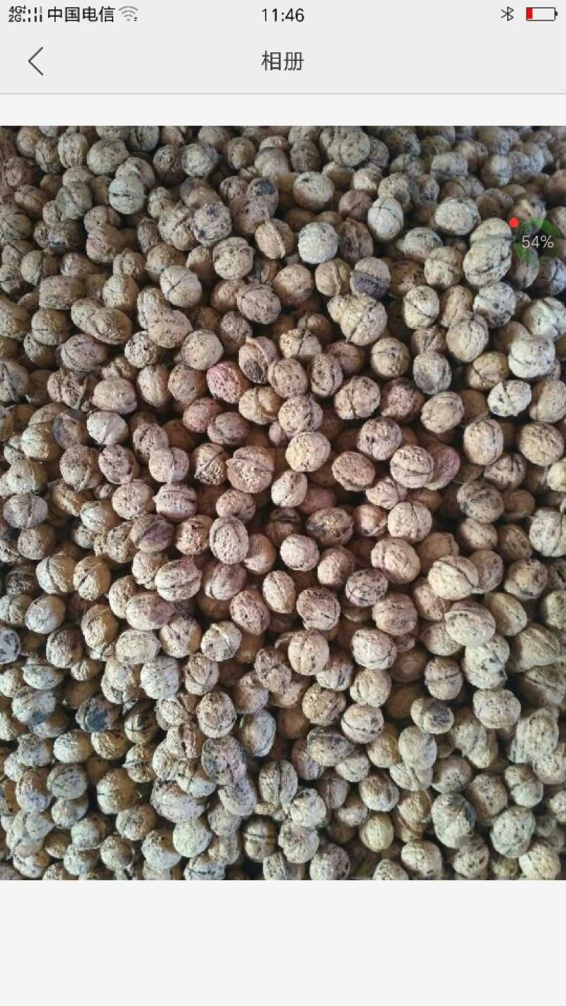 纸皮核桃去皮干