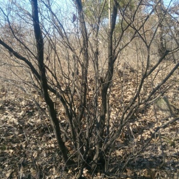 黄栌4~6cm2.5~3m