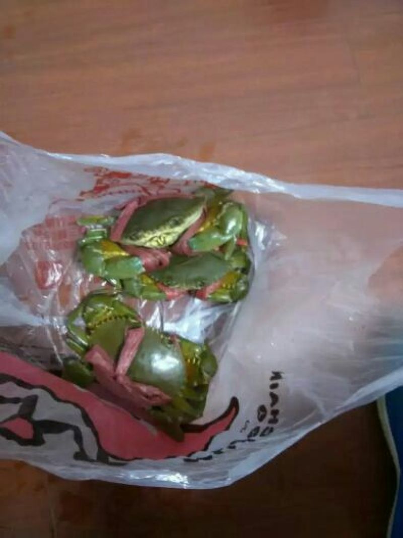 青蟹食用雄蟹