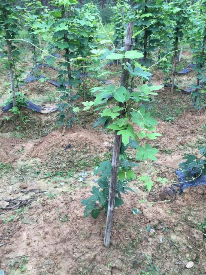 广西无渣粉葛根种苗产地直供可视频看货保证成活率