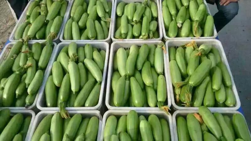 绿宝西葫芦0.6斤以上