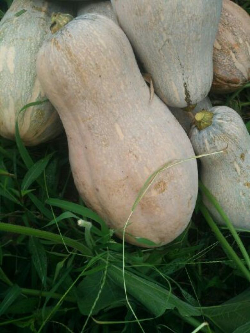 蜜本南瓜