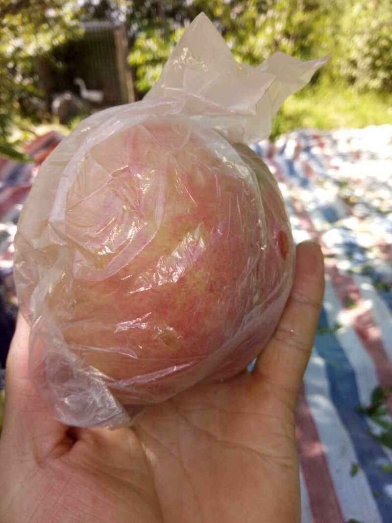 阿布白桃70mm以上