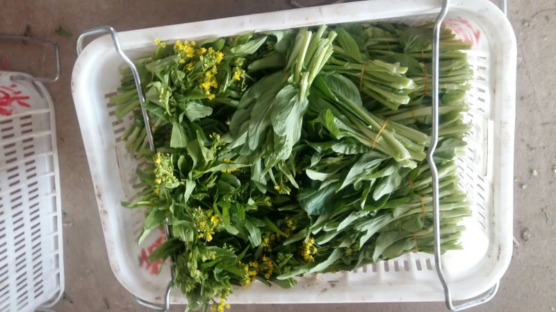 红菜苔15~20厘米