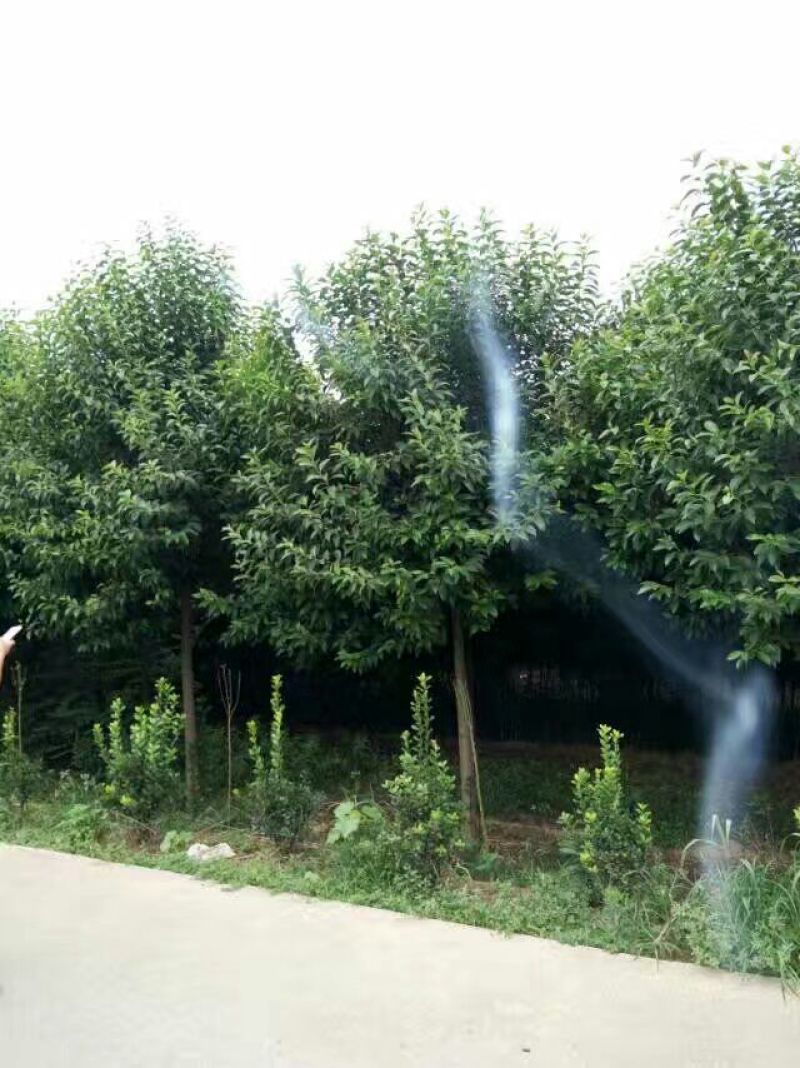 大叶女贞4cm以下