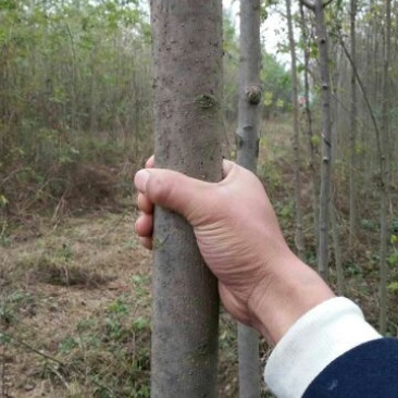 白蜡树8~10cm4~6cm