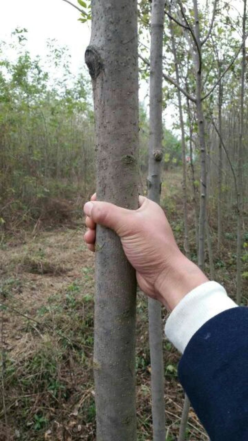 白蜡树8~10cm4~6cm