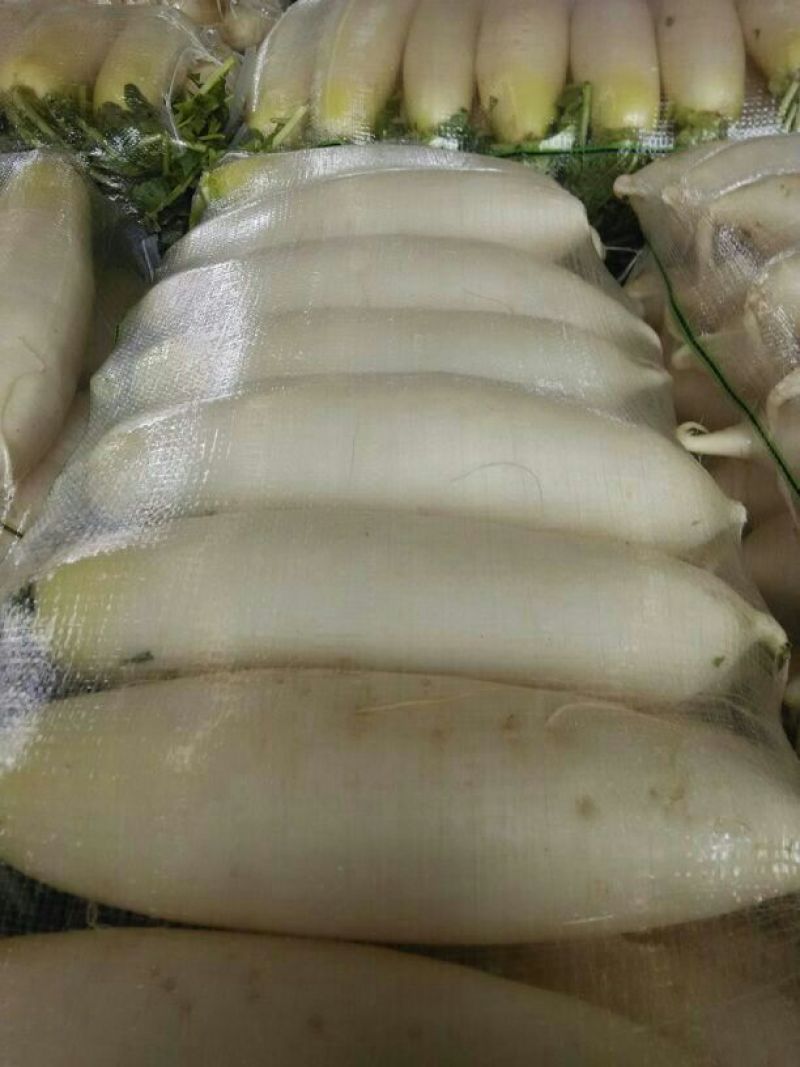 白萝卜