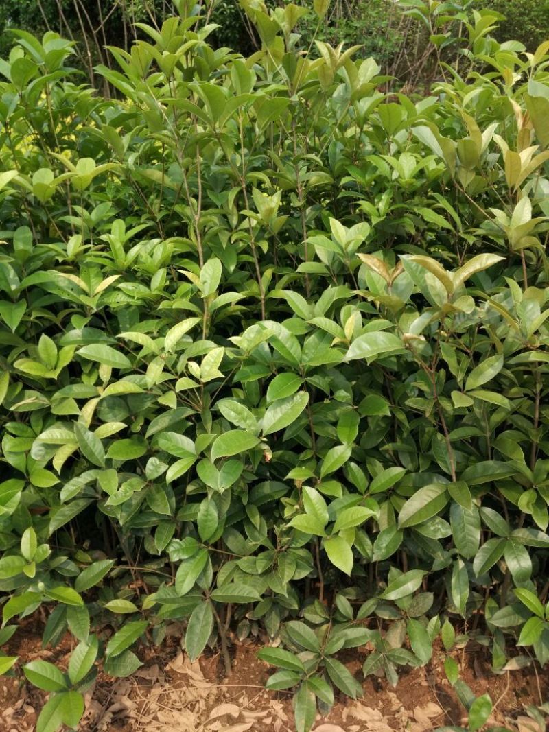 八月桂苗