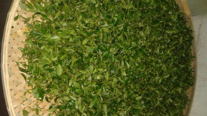 本山茶二级