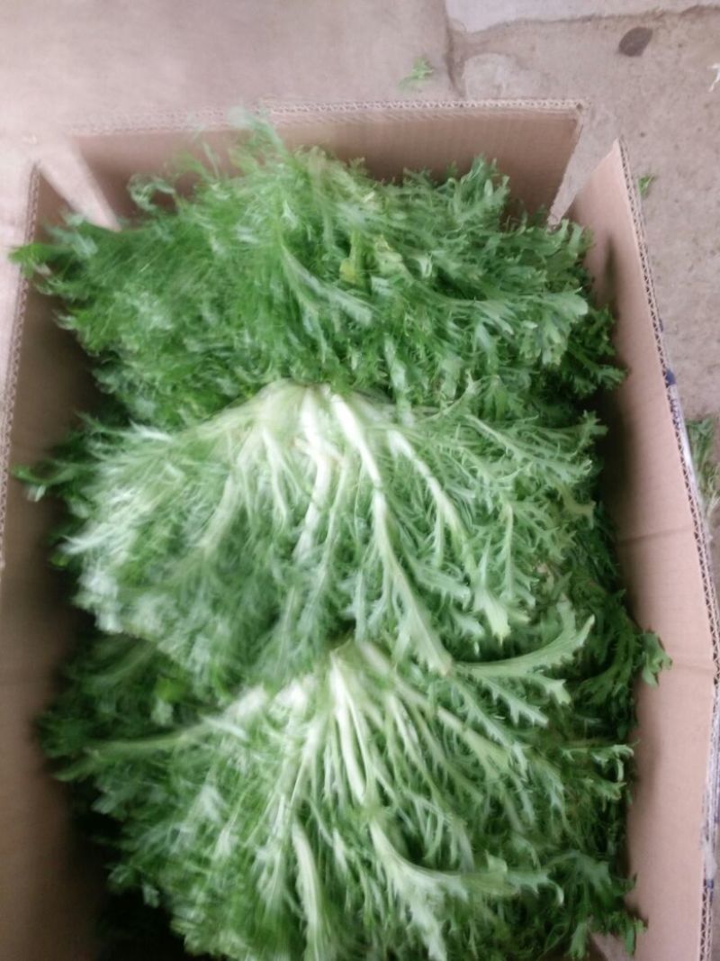 苦菊