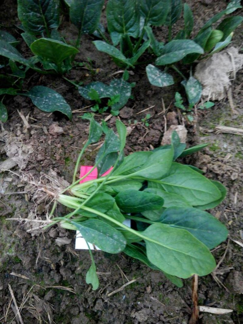黑叶菠菜20~25厘米