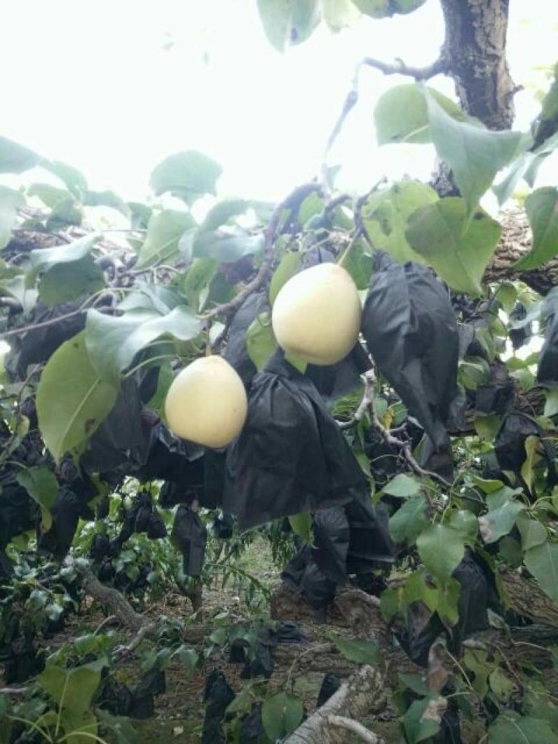 鸭梨150~200g纸袋