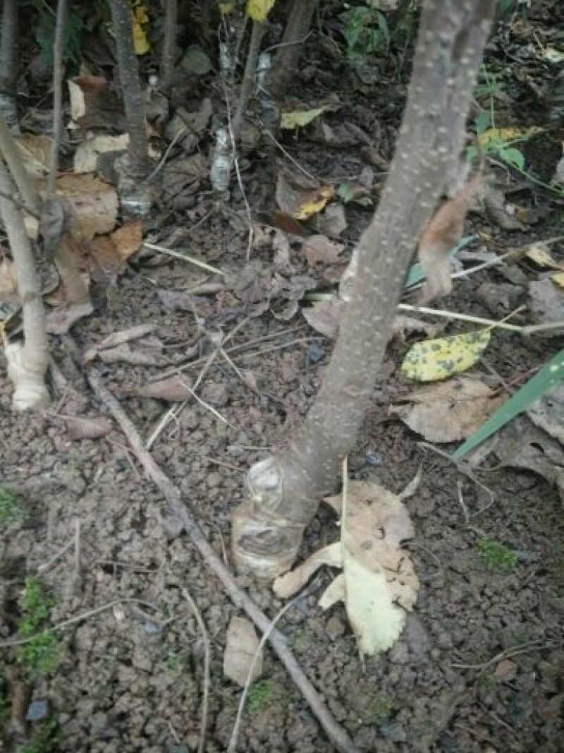 红肉苹果树苗免费提供种植技术