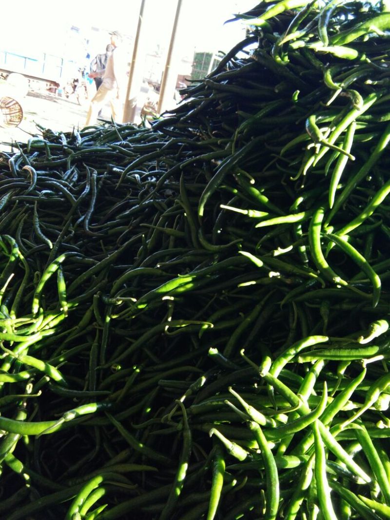 鲜辣椒10~15厘米青中辣