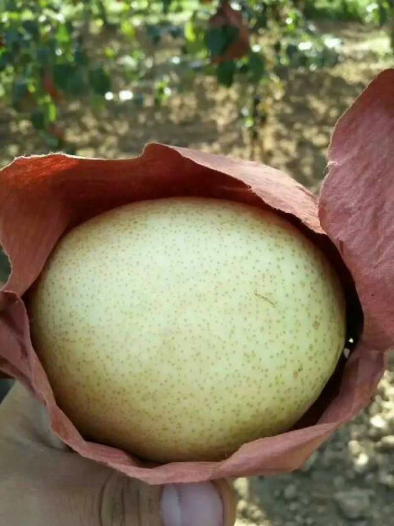 酥梨150~200g纸箱