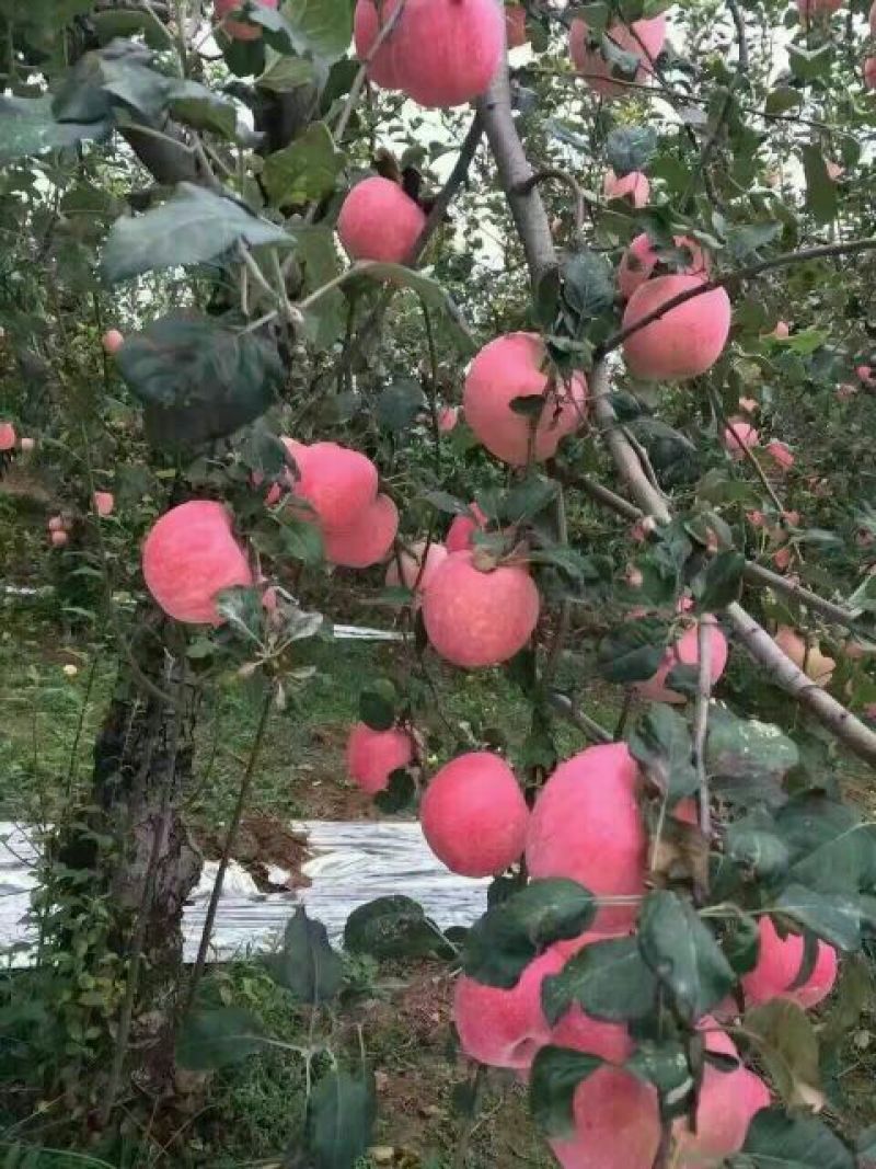 黄土高坡红富士苹果纸袋红富士最新价格