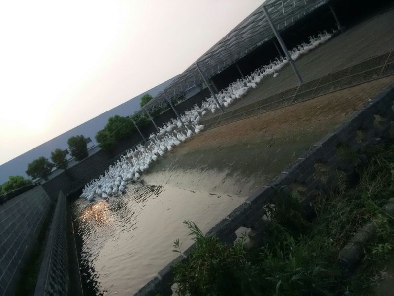 鹅苗250g以下