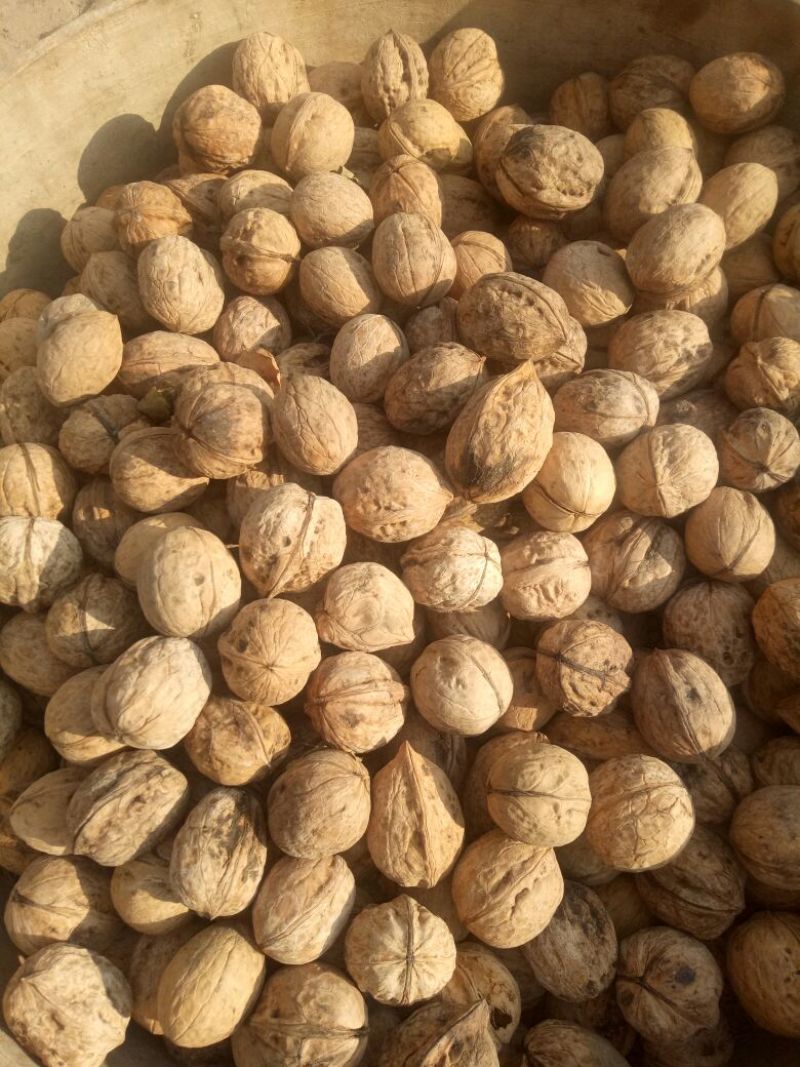 薄皮核桃去皮干