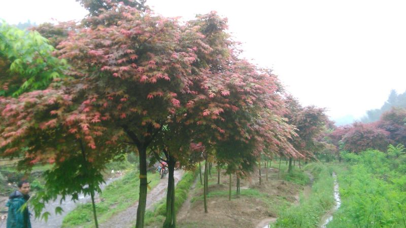 红枫古桩5~10cm