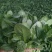 越冬菠菜30~35厘米