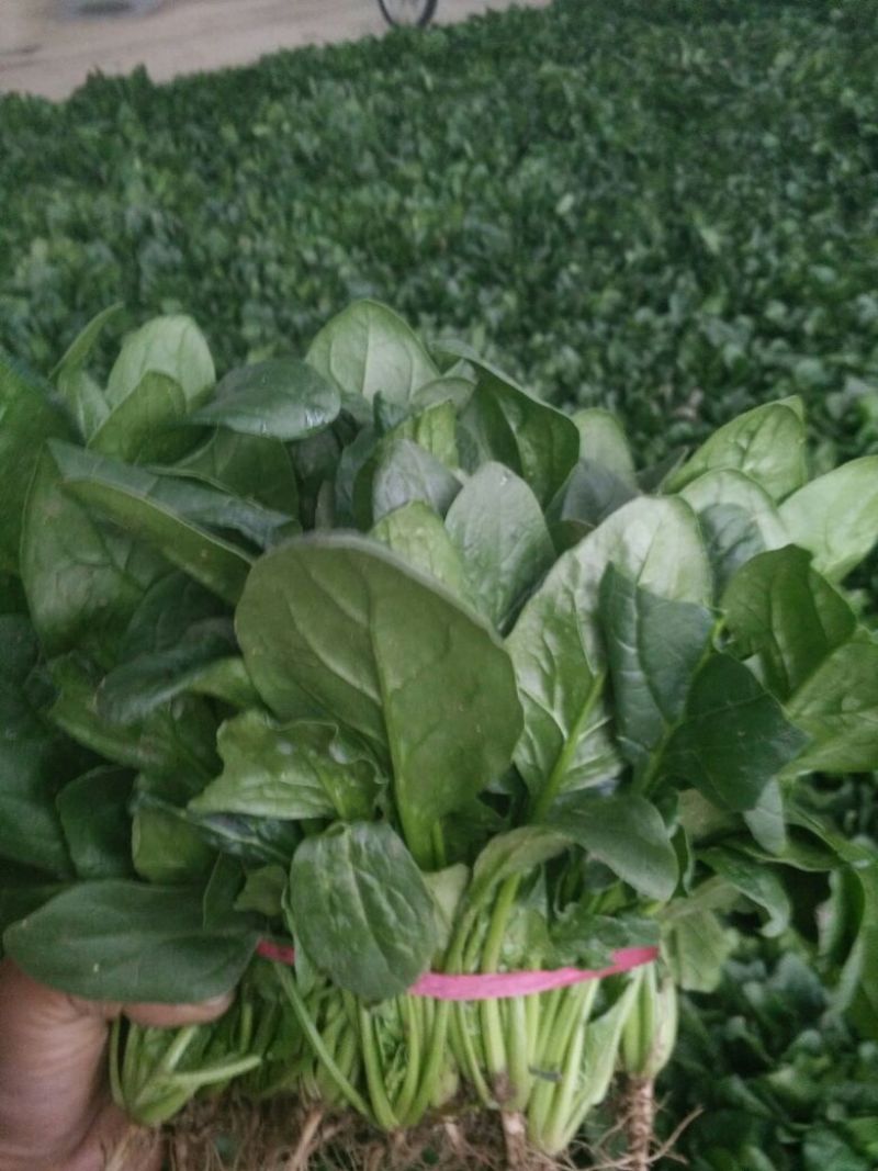 越冬菠菜30~35厘米