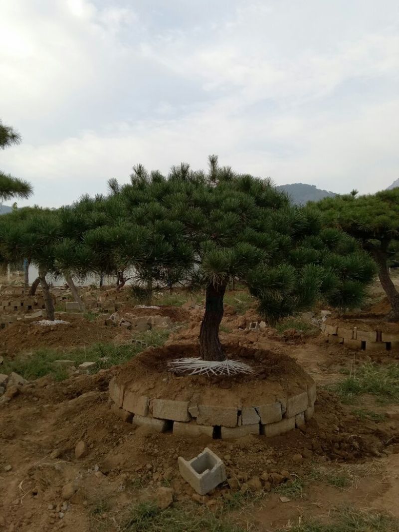 造型松14公分