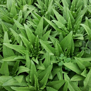 油麦菜25~30厘米以上