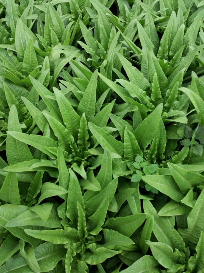 油麦菜25~30厘米以上
