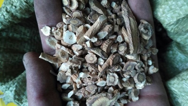 板蓝根统片
