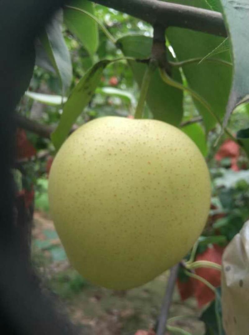 皇冠梨250~350g纸袋