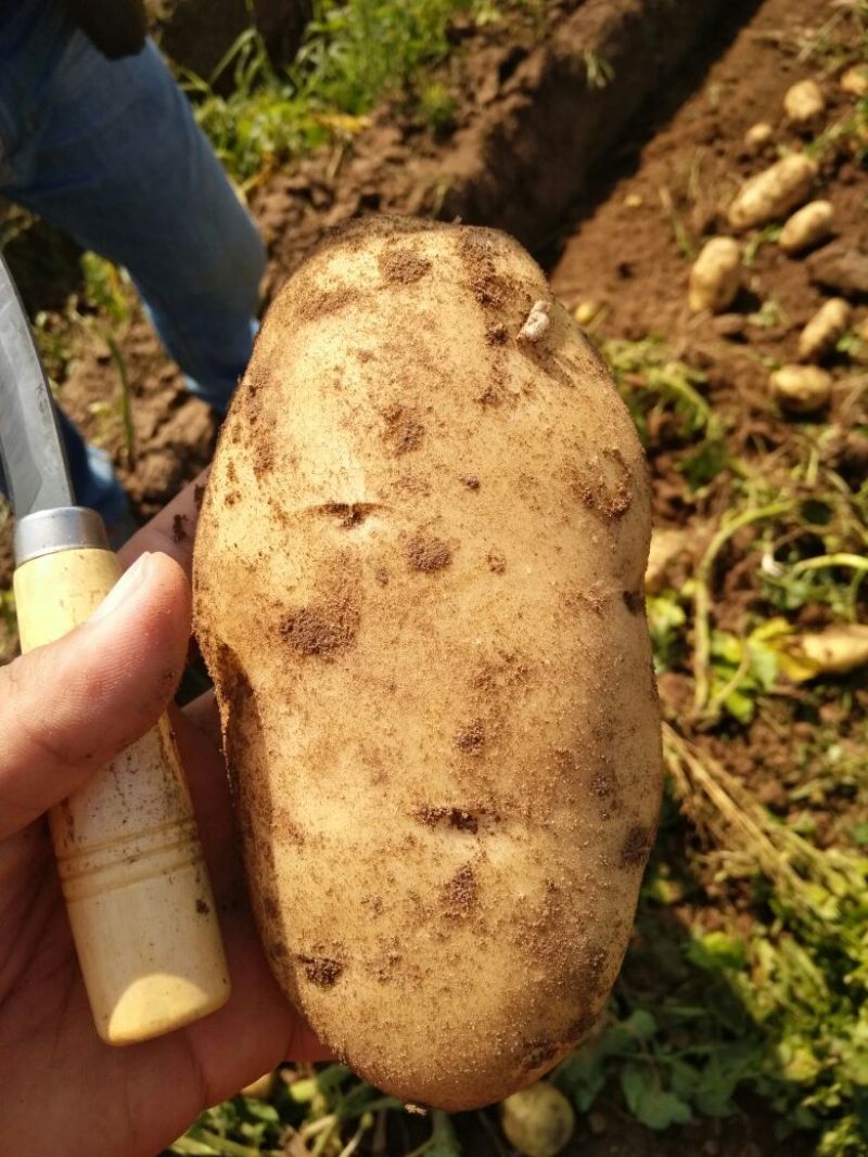 荷兰十五土豆3两以上精品