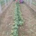 越冬菠菜25~30厘米